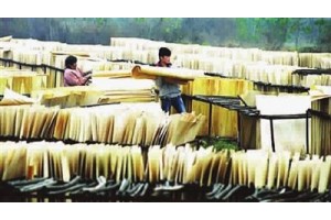 打造木材產業走廊