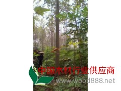 專業(yè)供應(yīng) 光葉楸大量批發(fā)