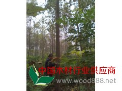 周口 周楸1號(hào) 價(jià)格優(yōu)惠
