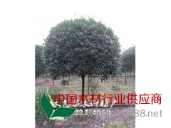 四川綠化苗木批發(fā)中心13882224050