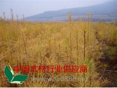 吉林落葉松批發