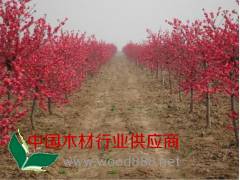 垂柳、紅葉碧桃、鵝掌楸、枇杷、馬褂木、灑金柏、速生楊、紫丁香