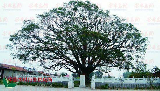 萊西市600多歲黑檀古樹遭“黑手”