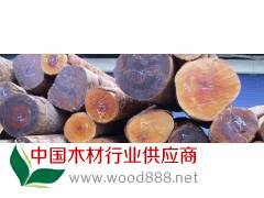 低價供應(yīng)緬甸苦蓮木原木