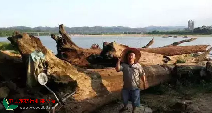 烏木陰沉木