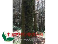 香柏原木