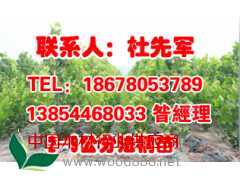 山東濰坊出售法桐小苗價格,濰坊處理法桐小苗價格,先君苗木