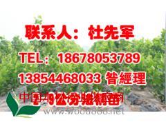山東法桐小苗價格,山東濰坊高密法桐小苗處理價格,先君苗木