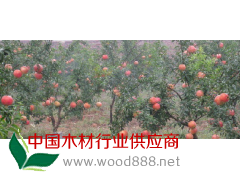 出售石榴樹/供應(yīng)石榴樹/石榴樹價(jià)格/石榴樹規(guī)格