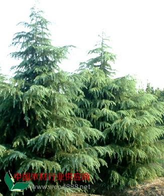 雪松價(jià)格的提高需要有優(yōu)質(zhì)的種植技術(shù)