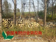 自產自銷 楊木原木 長期大量批發