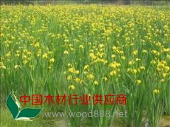 濰坊黃菖蒲型號(hào)樹(shù)春花卉最全