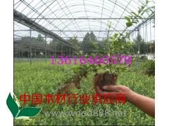 益陽濰坊青州哪里的扶芳藤價(jià)格便宜？