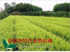 宜昌山東青州黃楊廠找樹(shù)春花卉