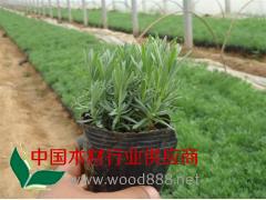 樹(shù)春花卉,薰衣草價(jià)格,宿根薰衣草