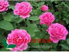 大花月季供應(yīng)商_樹(shù)春花卉_大花月季小苗價(jià)格