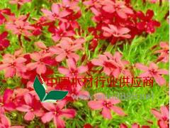 青州叢生福祿考，宿根福祿考，青州永昌花卉