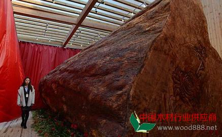 世界比較大木材幾內(nèi)亞玫瑰樹(shù) 直徑3.2米重62噸