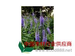 青州婆婆那基地、婆婆那價格、青州永昌花卉