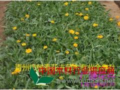 金雞菊供應(yīng)商_樹(shù)春花卉_金雞菊?qǐng)?bào)價(jià)