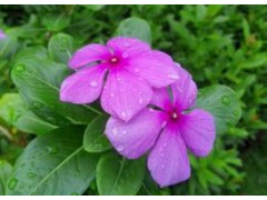 青州長春花價格、長春花基地、永昌花卉
