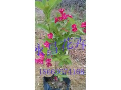 青州紅王子錦帶價格、青州紅王子錦帶基地、永昌花卉