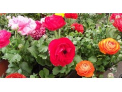 芹葉牡丹價格、芹葉牡丹基地、永昌花卉