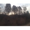 土柏