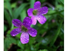 青州炸醬草價格、炸醬草基地、永昌花卉