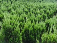青州龍柏價格、青州小龍柏價格、龍柏基地、青州永昌花卉