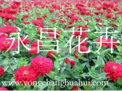 青州百日草、百日草價格、永昌花卉