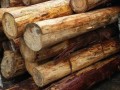 上海福申木業有限公司-產品圖片