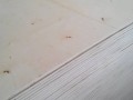 邢臺經濟開發區木交板廠-產品圖片
