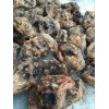 崖柏瘤子料
