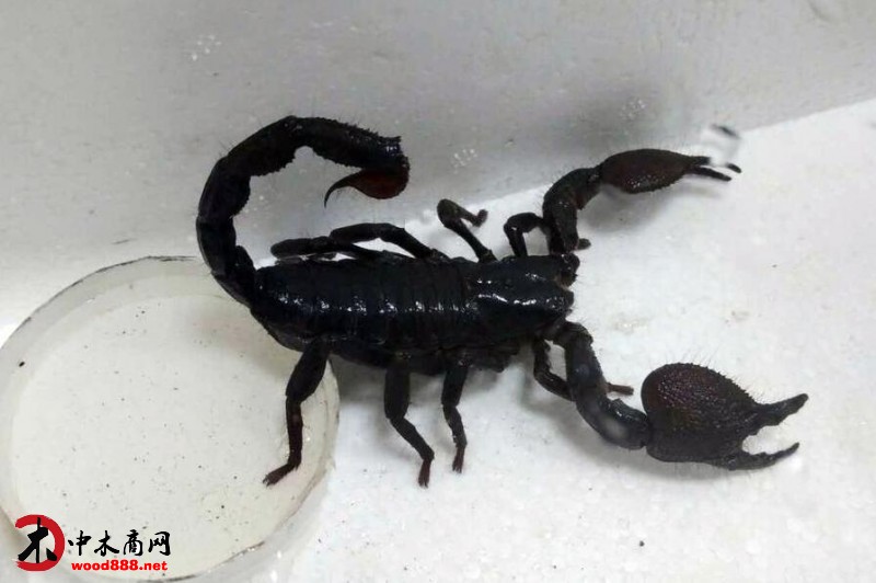 浙江金華全國首次在進(jìn)境木材中截獲非洲帝王蝎