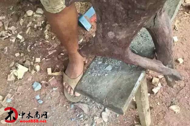 中木商網