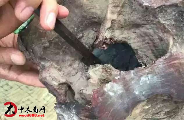中木商網
