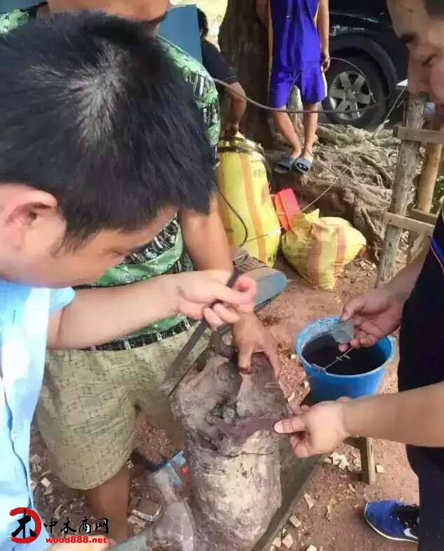 中木商網