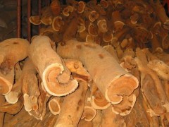 出售進口印度老山檀香 印度邁索爾老山檀香木原木 20-90cm
