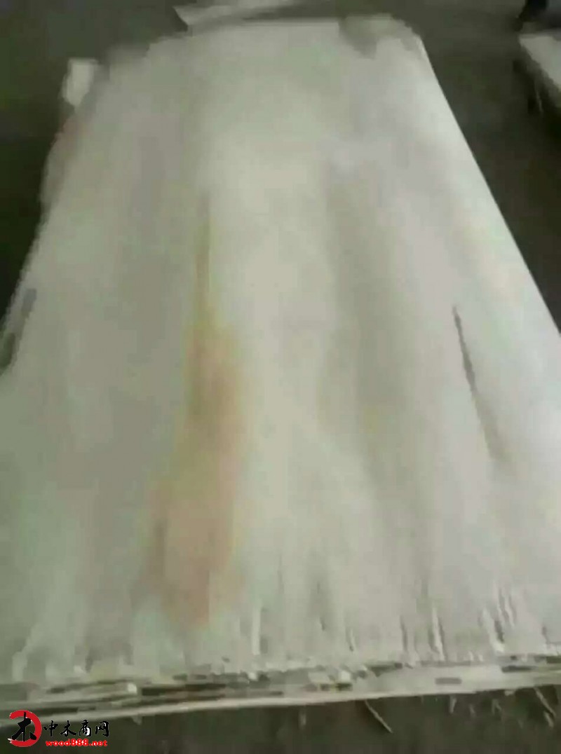 法國楊長中板