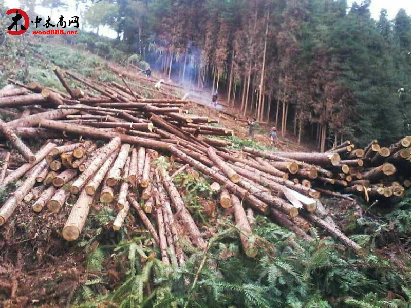 與農戶直接對接各類規格優質杉木檁條大量批發供應