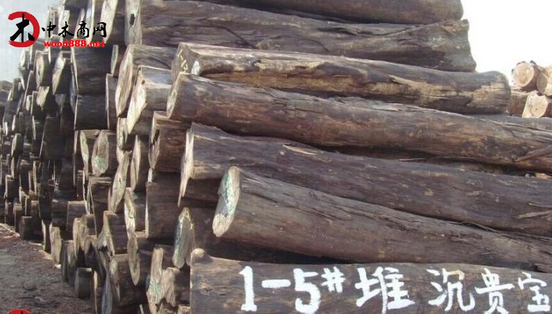 沉貴寶
