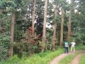 香杉木批發有限公司-產品圖片