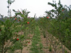 河南千層花石榴樹苗/軟籽石榴樹苗價(jià)格/花石榴樹苗