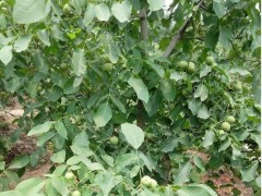 種植技術(shù)石榴/石榴苗/石榴樹苗/突尼斯軟籽石榴樹苗價(jià)格