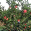 農(nóng)家飯菜野菜-河陰突尼斯軟【子】籽石榴樹苗及各種規(guī)格大石榴樹