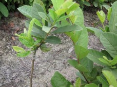 嫁接石榴樹苗/石榴/石榴苗/石榴樹苗/突尼斯軟籽石榴樹苗價(jià)格
