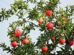 比較好吃軟籽石榴/石榴樹苗/突尼斯軟籽石榴樹苗價(jià)格