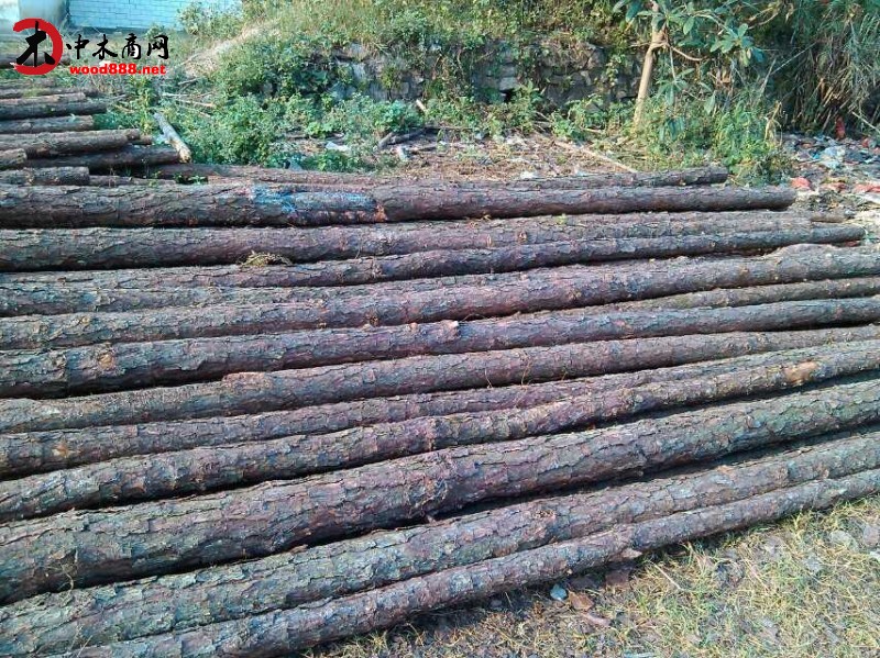 工程專用品質優廉濕地松濕地松木樁林廠直售