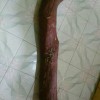 專業(yè)供應 非洲小葉紫檀科檀 家具 佛珠手串用材